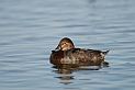 Pochard female - B